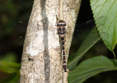 Austroaeschna christine