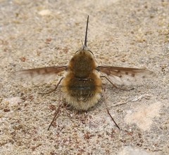 Bombylius medius