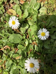Bellis perennis