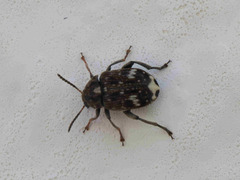Bruchus pisorum