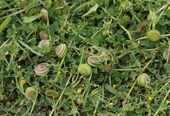 Medicago orbicularis