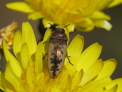 Acmaeodera pilosellae