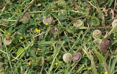 Medicago orbicularis