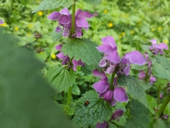 Lamium maculatum