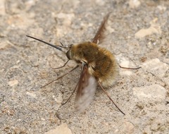 Bombylius medius