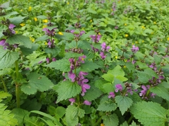 Lamium maculatum