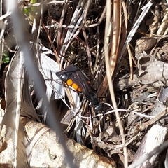 Anoplius viaticus paganus