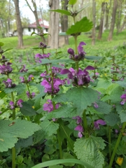 Lamium maculatum