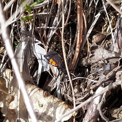 Anoplius viaticus paganus