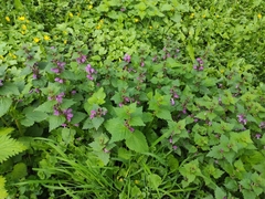 Lamium maculatum