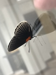 Hades noctula