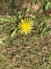Taraxacum