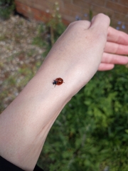Coccinella septempunctata