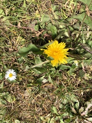Taraxacum