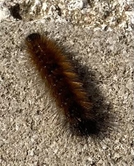 Ocnogyna clathrata