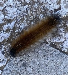Ocnogyna clathrata