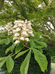 Aesculus hippocastanum
