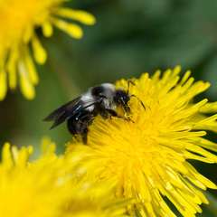 Andrena danuvia