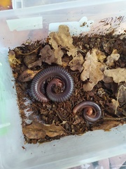 Acanthoiulus fuscipes