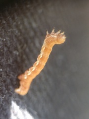 Erannis defoliaria