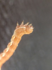 Erannis defoliaria