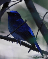 Niltava macgrigoriae