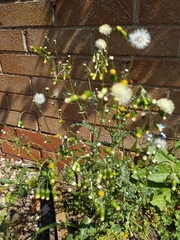 Senecio vulgaris