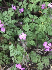 Geranium robertianum