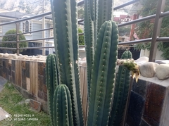Trichocereus bridgesii