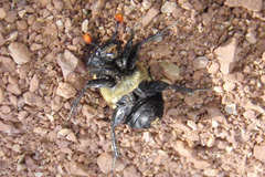 Nicrophorus guttula