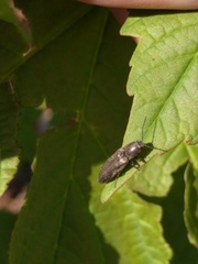 Cidnopus aeruginosus