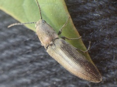 Cidnopus aeruginosus