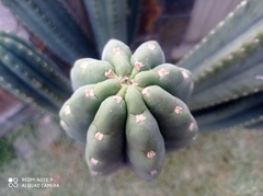 Trichocereus bridgesii
