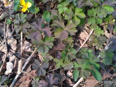 Anemonoides glabrata