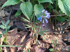 Corydalis turtschaninovii