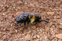 Nicrophorus guttula