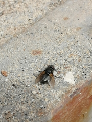 Oestroidea