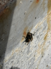 Oestroidea