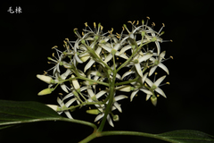 Cornus walteri