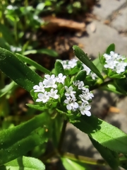 Valerianella locusta