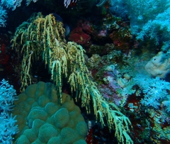 Chironephthya