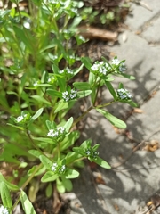 Valerianella locusta