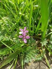 Erodium cicutarium