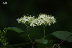 Cornus walteri
