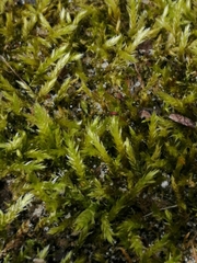 Bryophyta