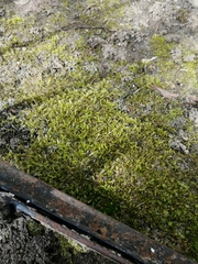 Bryophyta