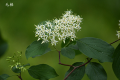 Cornus walteri