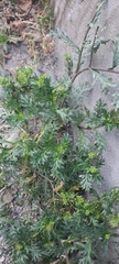 Lepidium bipinnatifidum