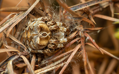 Araneus grossus