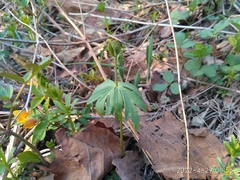 Eranthis stellata